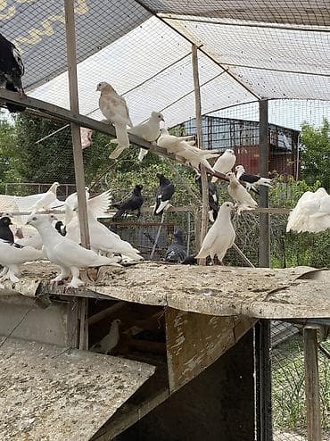куш буркут: Продаю породистых голубей, лучшие голуби в городе! Есть много видов! — 5