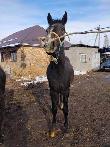 животные лошадь: Продаю | Жеребенок | Полукровка | Для разведения | Племенные — 7
