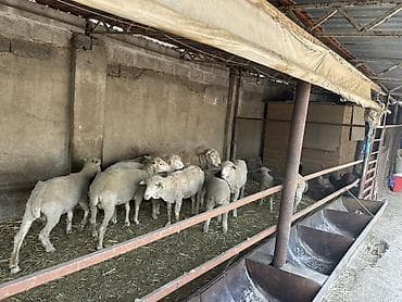 зарезать барана: Продаю | Овца (самка) | Для разведения | Матка — 3