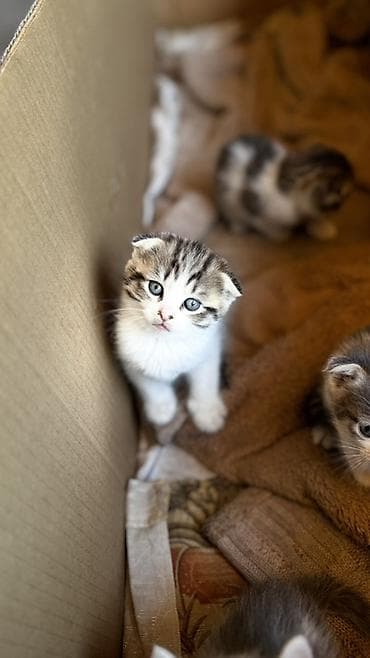 кошка породистый: 1 месяц, Мальчик, Серый, Метис — 1