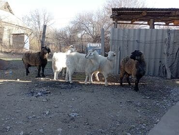 питбуль щенок цена в бишкеке: Продаю | Козёл (самец) | Полукровка — 2