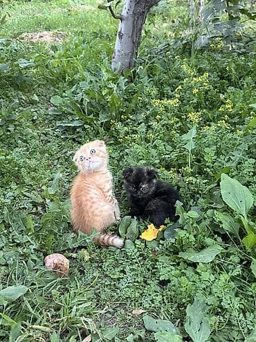 подвеска кошка: Котята-скоттиш фолд (вислоухие) - Возраст на фото — примерно 1.5 - К — 1