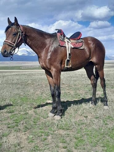 собака доберман сколько стоит: Продаю | Конь (самец) | Полукровка, Английская | Рабочий, Конный спорт — 3