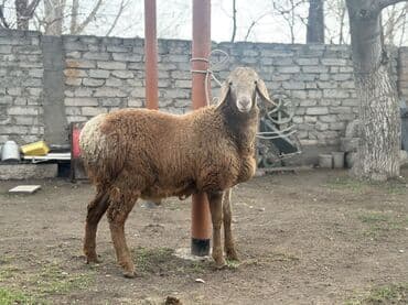 кролик коен: Продаю | Ягненок | Арашан | Для разведения — 5