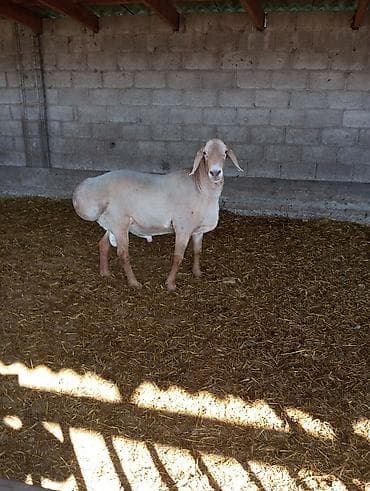 кролики карликовые: Продаю | Баран (самец) | Для разведения | Племенные — 2