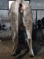 дом для животных: Сатам | Уй (ургаачы) | Швиц | Көбөйтүү үчүн, Сүт алуу үчүн | Асыл тукумдуу, Бооз, Жасалма уруктандырылган — 2