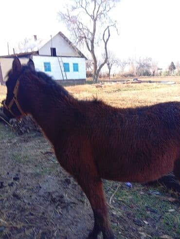 хомяк домашний купить: Продаю | Жеребенок | Для разведения — 6