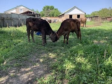 жаны уйлор: Сатам | Музоо | Аргын | Бордоп семиртүү үчүн | Байланган — 6