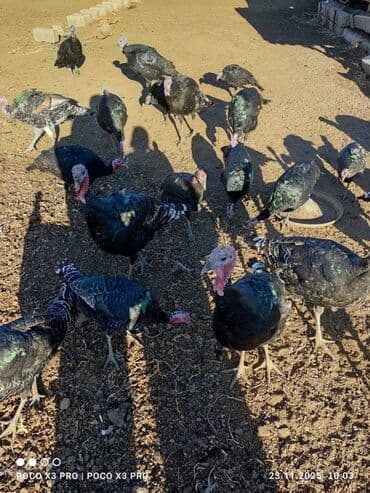 продажа щенков немецкой овчарки в бишкеке с документами: Сатам | Эркек күрп | Көбөйтүү үчүн | Асыл тукумдуу — 3