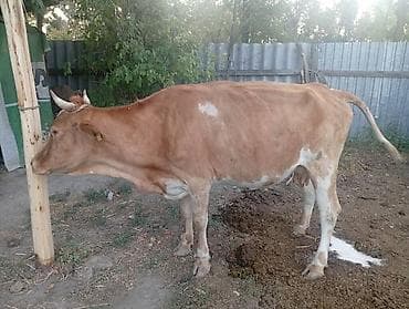 дойки ко: Продаю | Корова (самка) | Для молока — 3