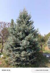 Ель голубая (Picea pungens) — крупномер из частного сада. - Высота