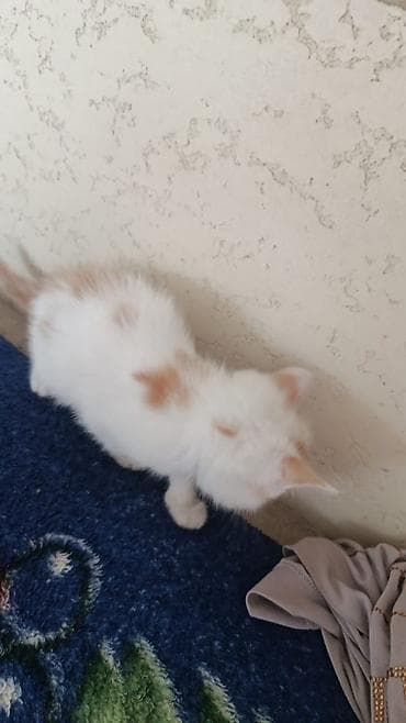 американская жесткошёрстная кошка цена: Котёнок домашний, короткошёрстный. Окрас: преимущественно белый с — 2