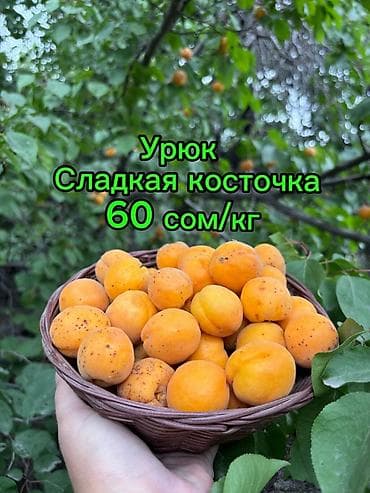 Фрукты: Абрикосы В розницу — 1