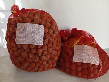 Көк чөптөр жана микро жашылчалар: Продаю орех Фундук ( лесной орех ) . Цена 1200 за 1 кг, всего есть 6,2 — 2