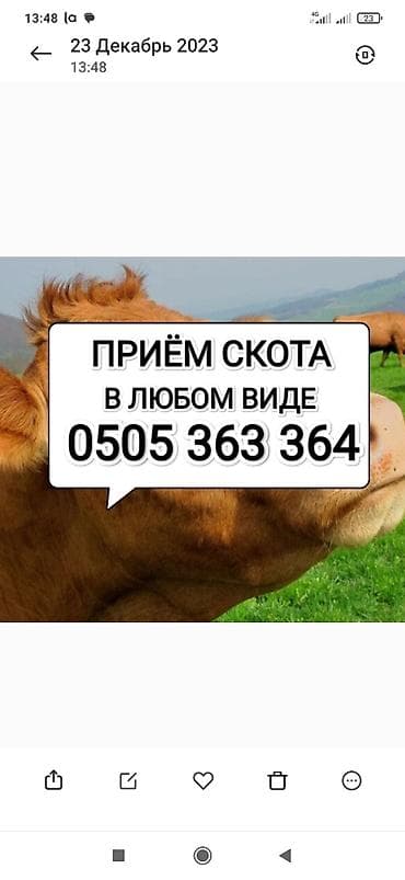 Колбасный цех : Коровы, быки, Лошади, кони, Другие с/х животные, | Круглосуточно, Любое состояние, Забитый