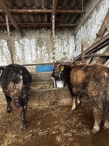 Үй жаныбарлары: Сатам | Бука (эркек) — 1