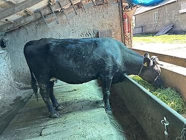 Продаю | Корова (самка) | Полукровка | Для молока | Привязанные