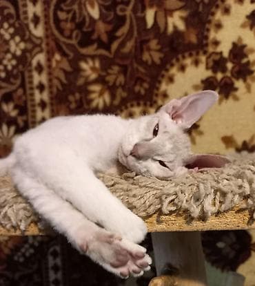 Мышыктар сатылат: 🐾🐈‍⬛ Голубоглазая девочка породы донской сфинкс, готова переехать в — 3