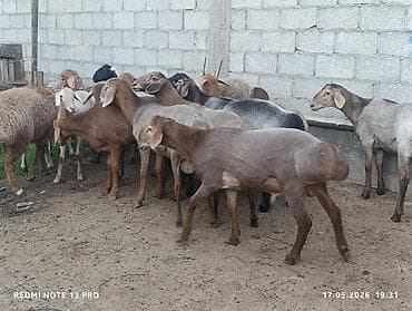 купить собаку кане корсо: Продаю | Баран (самец) | Романовская | Для разведения | Племенные — 5