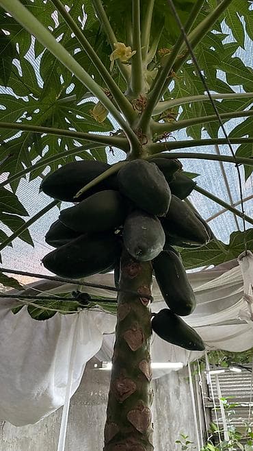 папайя: Саженцы папайи!!! 🌴🌴🌴 Дерево папайи может вырастать до 2,3 метра в — 6