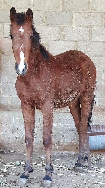 сары булун: Сатам | Тай | Ат спорту — 3