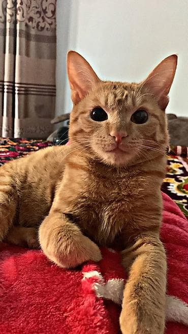 коты бишкек: 1 жаш, Эркек, Эмделген, Лотокко барууга үйрөтүлгөн — 1