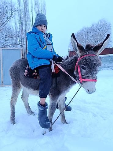 кой керек: Ослы (пара) Описание:годеолек энеси сатылат.даарылыка сааса болот — 7