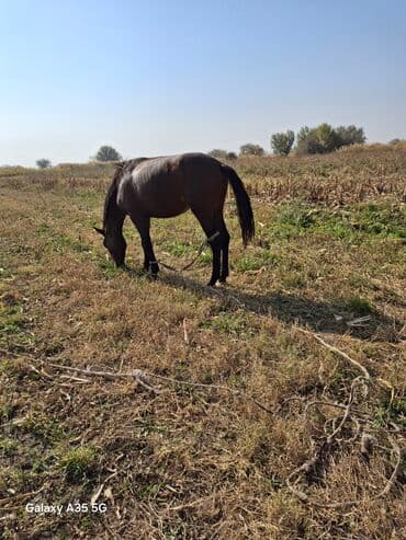 отдам котенка в добрые руки: Сатам | Бээ (ургаачы) | Көбөйтүү үчүн | Асыл тукумдуу — 6