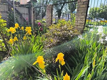 орхидеи дордой: В связи с отьездом недорого продаю луковицы тюльпанов, нарциссов — 8