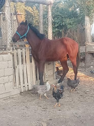 Продаю | Конь (самец), Жеребенок | Конный спорт