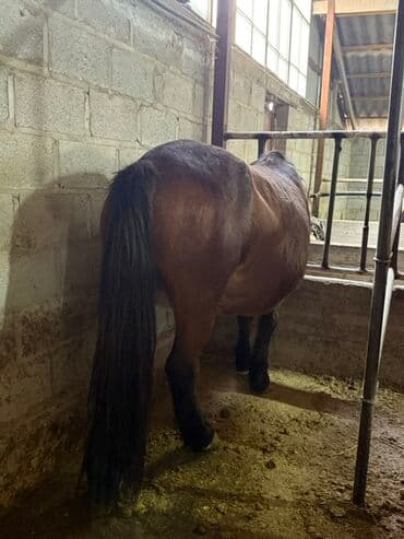 необычные животные: Продаю | Кобыла (самка), Жеребенок | Рабочий — 4