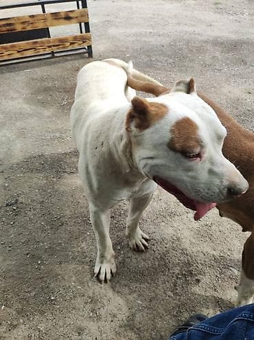 товары для собак: Питбуль, 11 месяцев, Самец — 3