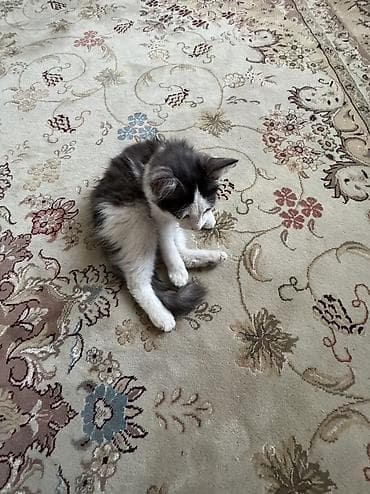 отдам даром котенка бишкек: 3 месяца, Девочка, Приучена к лотку, Проглистована — 2