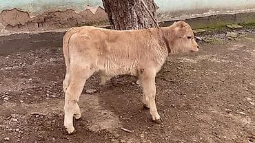 пш метр: Сатам | Бука (эркек), Кунаажын | Бордоп семиртүү үчүн | Байланган — 1