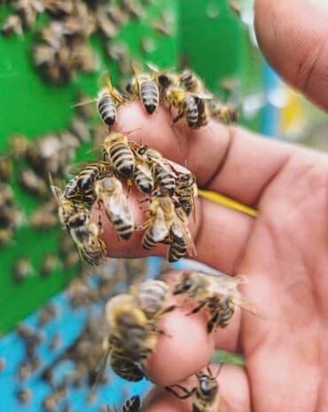 кола 1 5 литра цена бишкек: Мёд с собственной пасеки исскульский, фасовка в 1.5 кг. 900 сом (600 — 3