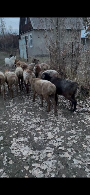 мейн кун бишкек 😺 питомник lyubushka 🐈 купить котенка 🐾 цена фото: Продаю | Овца (самка) | Для разведения | Матка — 1