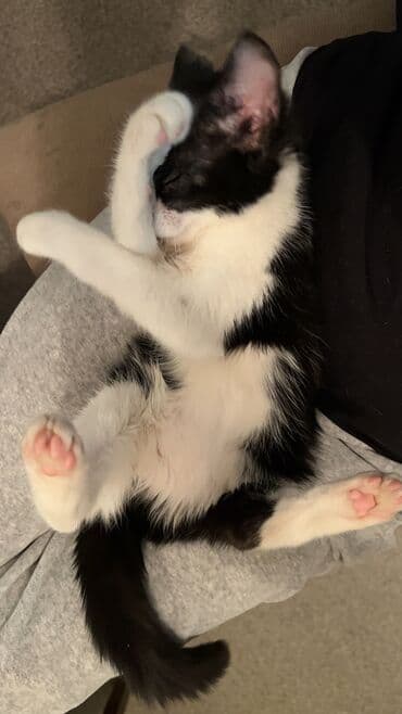 кормушка для кошки: Кошка даром: Беспородная, 4 месяца, Девочка, Приучена к лотку — 3