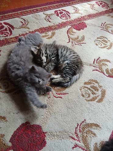 коты бесплатные: Кошка даром: Беспородная, 3 месяца, Девочка, Приучена к лотку, Проглистована — 3