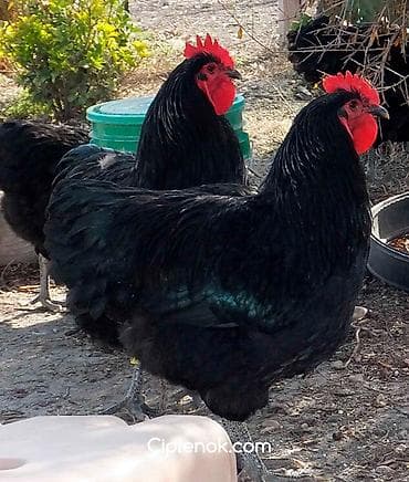 жаны асый: Сатам | Инкубацияланган жумурткалар | Көбөйтүү үчүн — 2