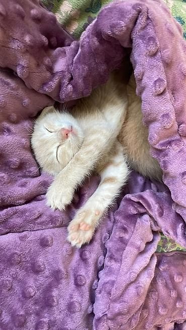 шпионские кошки: Кошка даром: Беспородная, 2 месяца, Мальчик, Приучена к лотку — 3