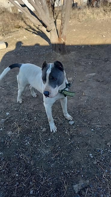 Ветеринар кызматы: Американский стаффордширский терьер (кобель) на фотографиях — 2