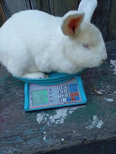сахарный поссум цена: Продаю | Крольчата | Для разведения — 6