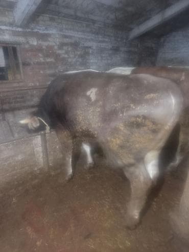 черный ангус цена: Продаю | Бык (самец) | На откорм | Привязанные — 9