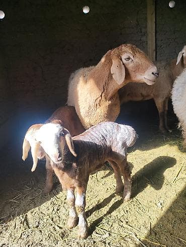 тай сколько стоит: Продаю | Баран (самец) | Гиссарская | Для разведения | Матка — 1