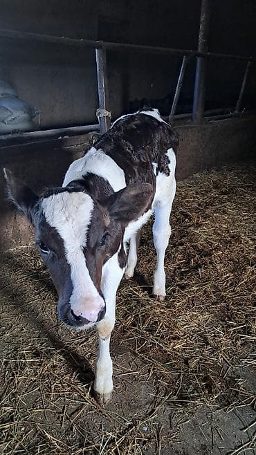 домики для телят: Продаю | Музоо, торпок | Голштин | Для молока — 1