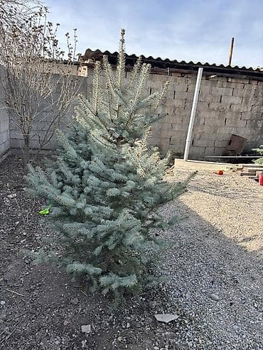Продается ель голубая, г. Токмок Ель голубая в открытом грунте