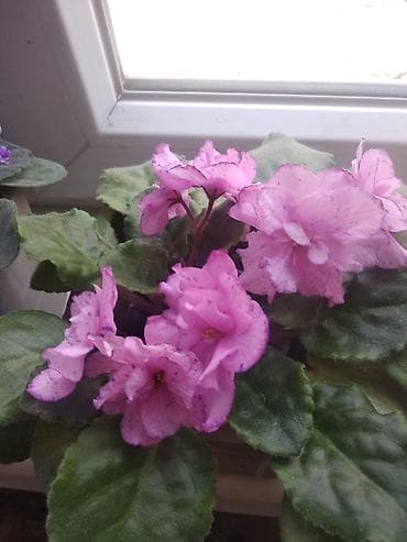 Драцены и Сансевиерии: Фиалки (сенполии) различных сортов — комнатные цветущие растения с — 5