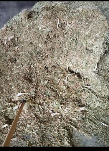 уголь каракече бешсары шабыркуль каражыра доставка бишкек купить фото: Свежий сенаж предназначенный для кормления сельскохозяйственных — 1