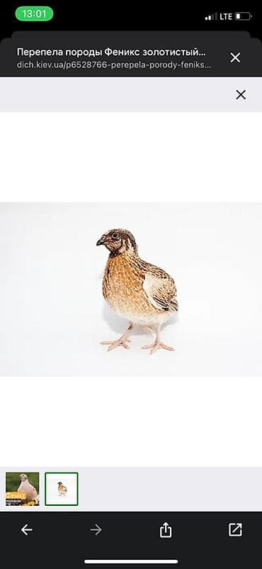 конь на забой: Мясо перепелов отлично подходит как для барбекю так и для шашлыков — 1