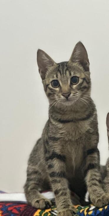 carters для мальчика: Бенгальская, 4 месяца, Мальчик, Черепаховый, С прививками, Приучена к лотку — 3